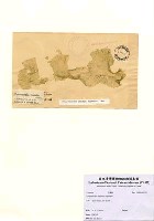 藏品(Ulva rhacodes (Holmes) Papenfuss)的圖片